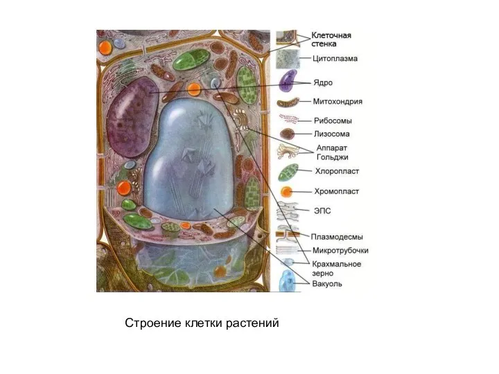 Строение клетки растений