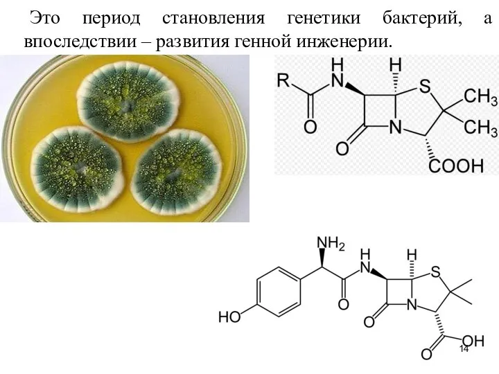 Это период становления генетики бактерий, а впоследствии – развития генной инженерии.