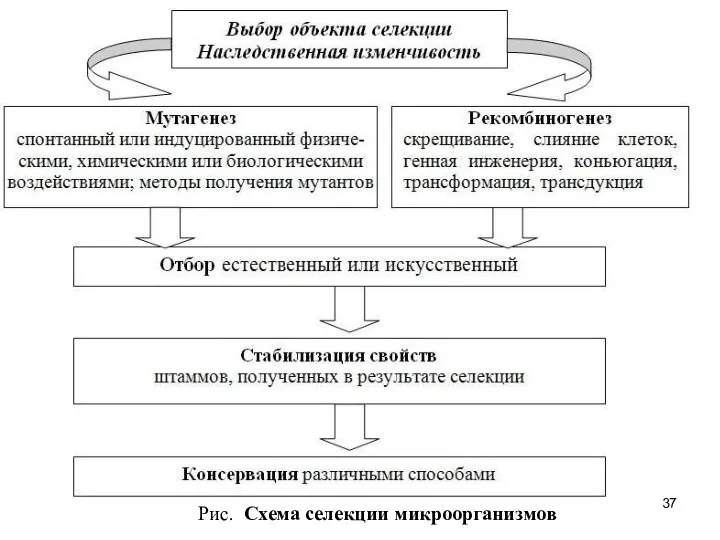 Рис. Схема селекции микроорганизмов