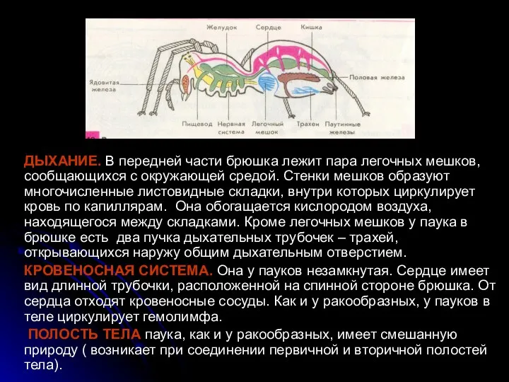 ДЫХАНИЕ. В передней части брюшка лежит пара легочных мешков, сообщающихся с