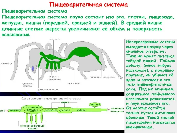 Пищеварительная система Пищеварительная система Пищеварительная система паука состоит изо рта, глотки,