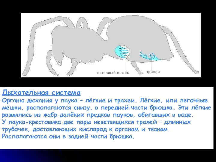 Дыхательная система Органы дыхания у паука – лёгкие и трахеи. Лёгкие,