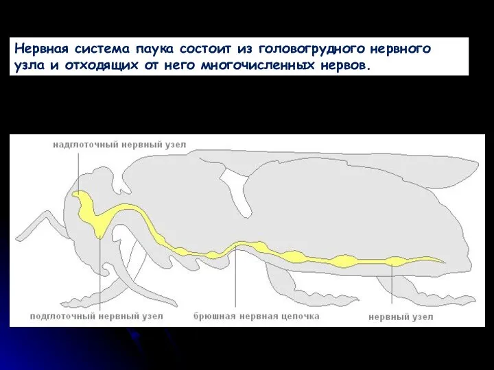 Нервная система паука состоит из головогрудного нервного узла и отходящих от него многочисленных нервов.