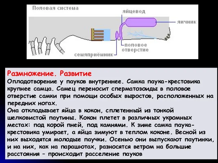 Размножение. Развитие Оплодотворение у пауков внутреннее. Самка паука-крестовика крупнее самца. Самец