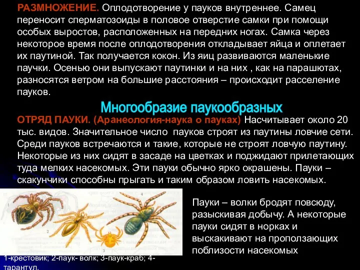 РАЗМНОЖЕНИЕ. Оплодотворение у пауков внутреннее. Самец переносит сперматозоиды в половое отверстие