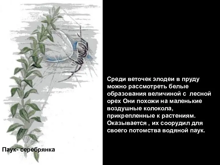 Паук- серебрянка Среди веточек элодеи в пруду можно рассмотреть белые образования