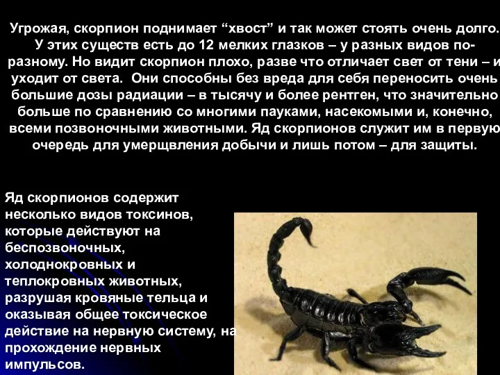 Угрожая, скорпион поднимает “хвост” и так может стоять очень долго. У