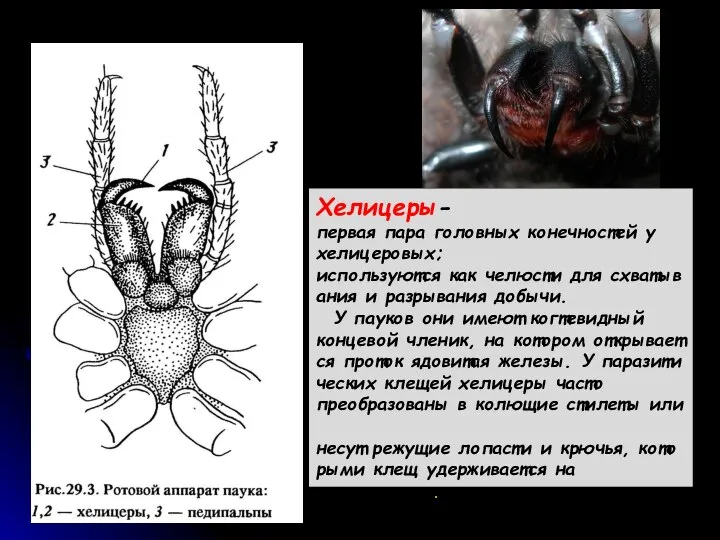 Хелицеры-первая пара головных конечностей у хелицеровых; используются как челюсти для схватывания