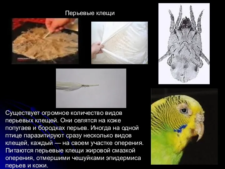 Перьевые клещи Существует огромное количество видов перьевых клещей. Они селятся на