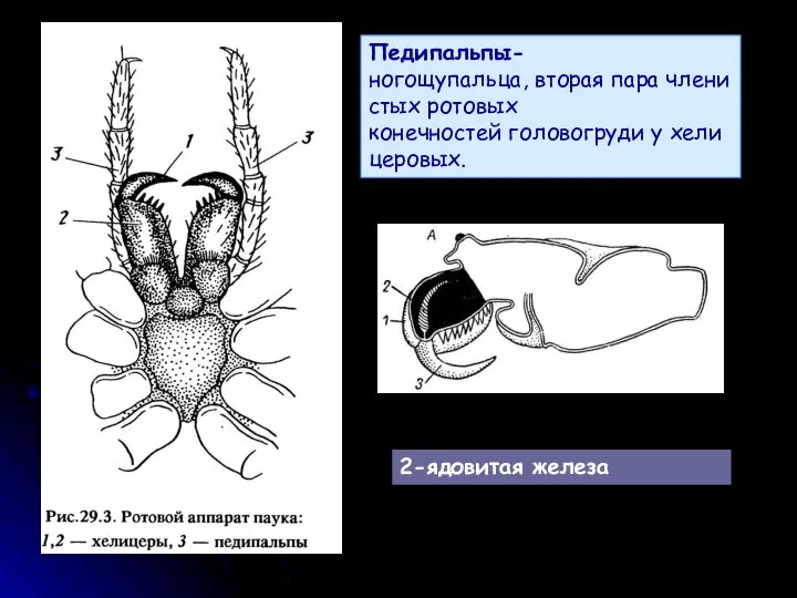 Педипальпы-ногощупальца, вторая пара членистых ротовых конечностей головогруди у хелицеровых. 2-ядовитая железа