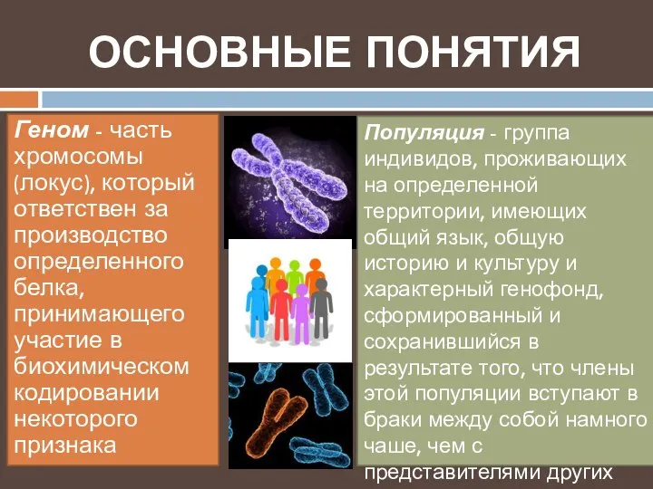 ОСНОВНЫЕ ПОНЯТИЯ Геном - часть хромосомы (локус), который ответствен за производство