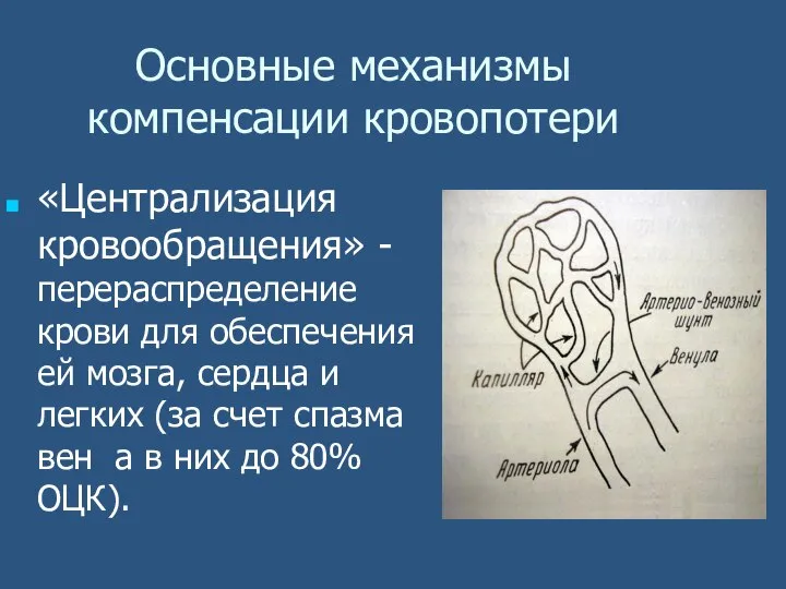 Основные механизмы компенсации кровопотери «Централизация кровообращения» - перераспределение крови для обеспечения