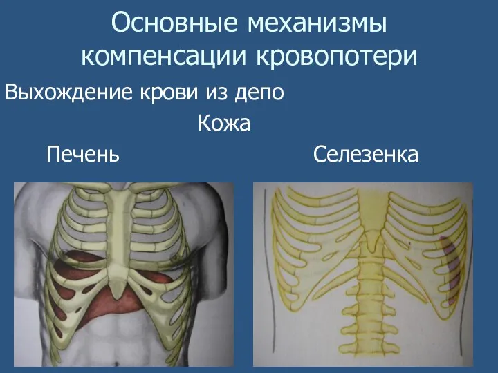 Основные механизмы компенсации кровопотери Выхождение крови из депо Кожа Печень Селезенка