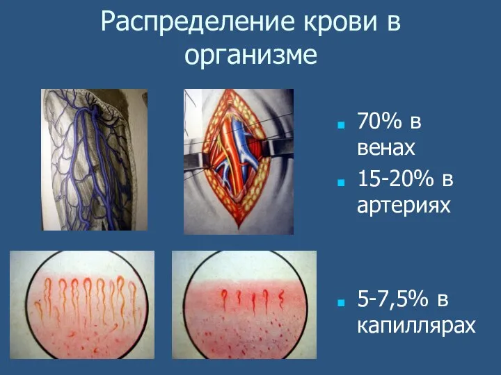 Распределение крови в организме 70% в венах 15-20% в артериях 5-7,5% в капиллярах