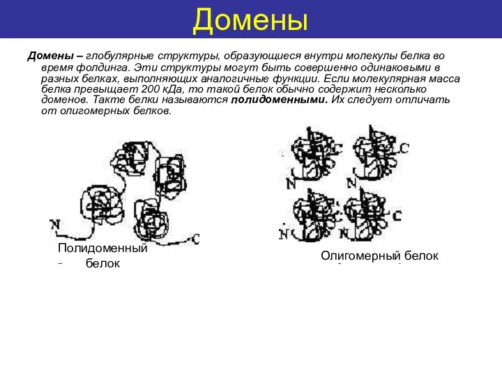 Some definitions Домены – глобулярные структуры, образующиеся внутри молекулы белка во