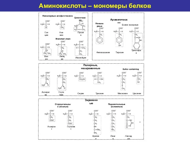Amino acids as protein monomers Аминокислоты – мономеры белков Неполярные алифатические