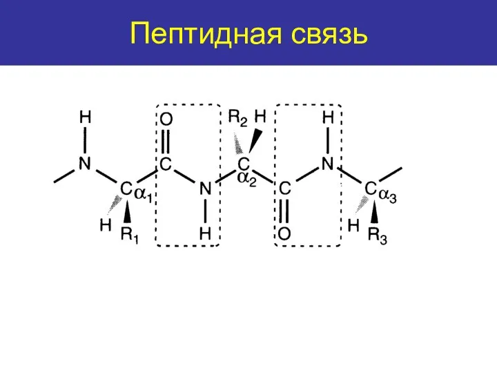The peptide bond Пептидная связь