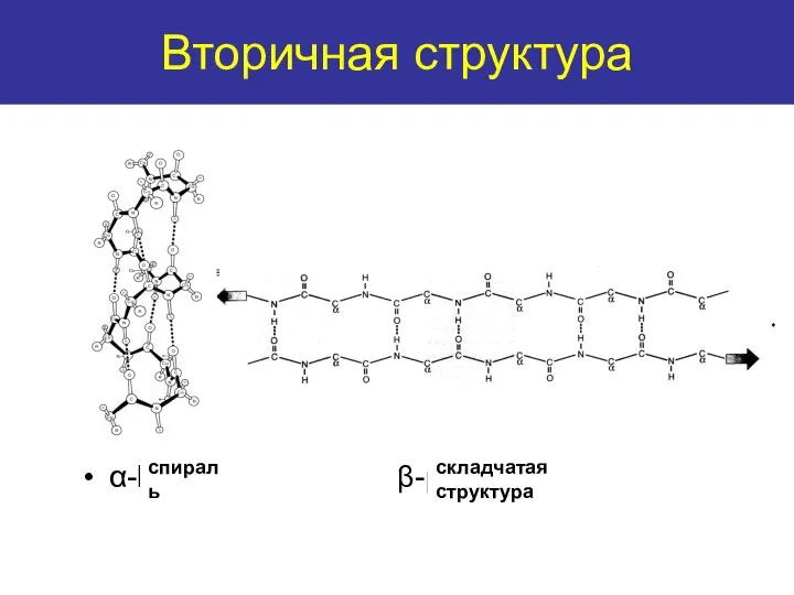 Secondary structure α-helix β-pleated sheet Вторичная структура спираль складчатая структура