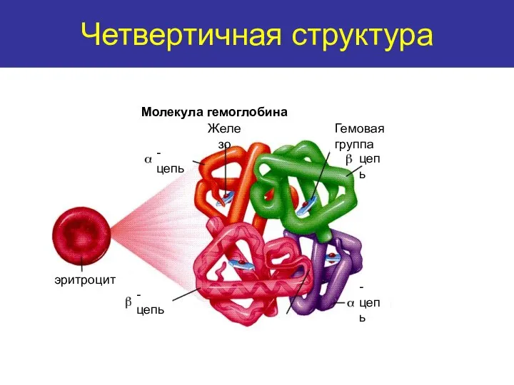 Quaternary structure Четвертичная структура Молекула гемоглобина эритроцит -цепь -цепь Железо -цепь -цепь Гемовая группа