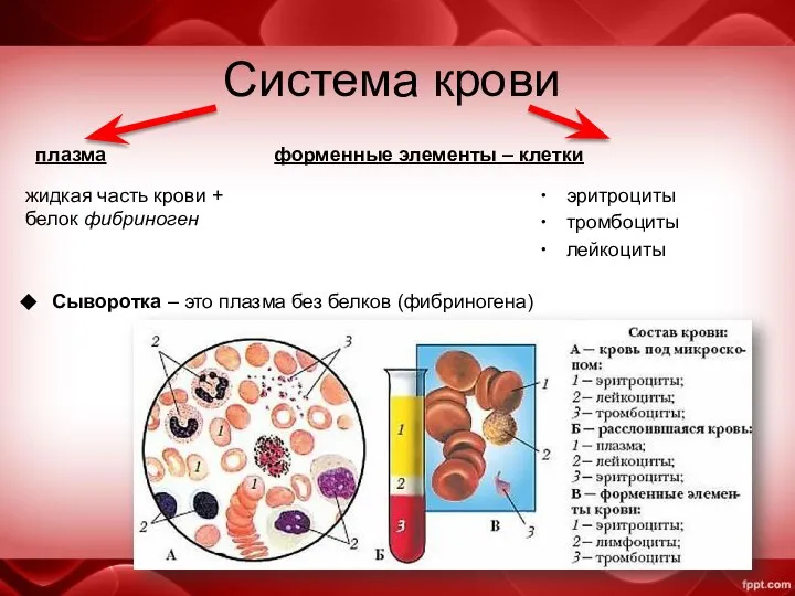 Система крови плазма форменные элементы – клетки жидкая часть крови +