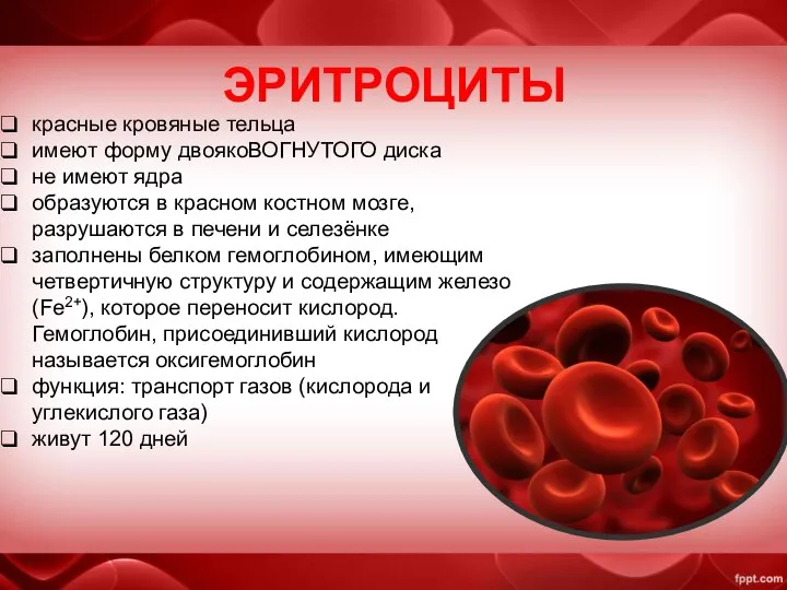 ЭРИТРОЦИТЫ красные кровяные тельца имеют форму двоякоВОГНУТОГО диска не имеют ядра