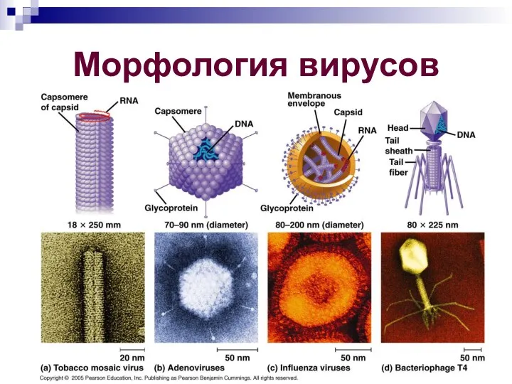 Морфология вирусов