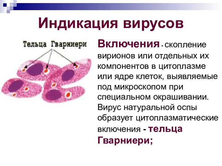 Индикация вирусов Включения - скопление вирионов или отдельных их компонентов в