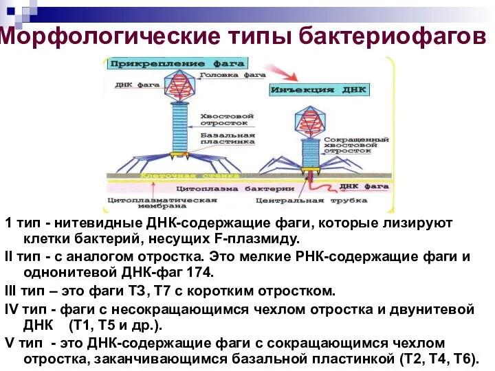 1 тип - нитевидные ДНК-содержащие фаги, которые лизируют клетки бактерий, несущих