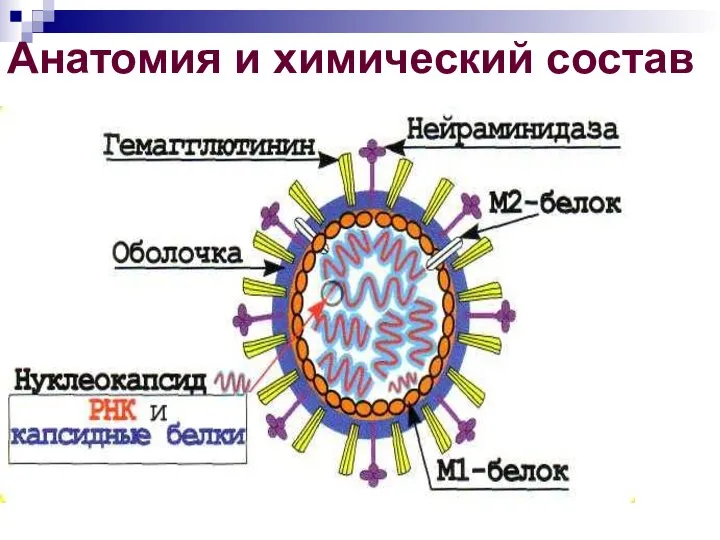 Анатомия и химический состав