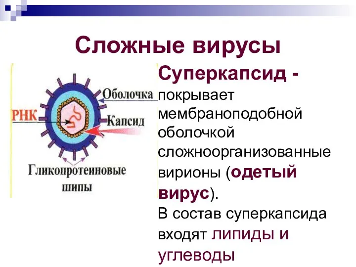 Сложные вирусы Суперкапсид - покрывает мембраноподобной оболочкой сложноорганизованные вирионы (одетый вирус).