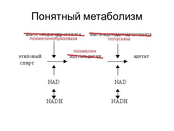 Понятный метаболизм