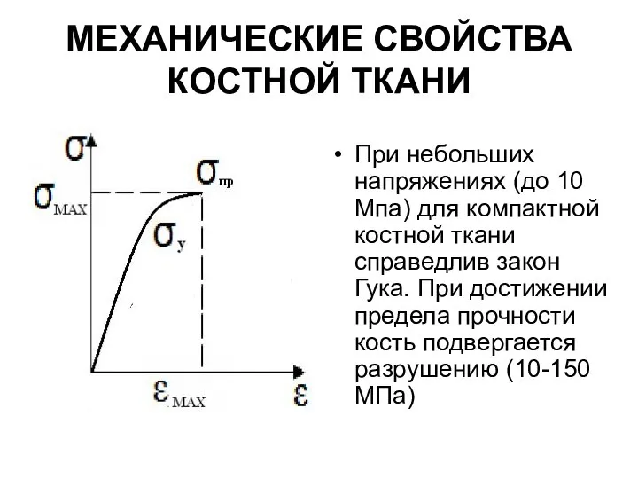 МЕХАНИЧЕСКИЕ СВОЙСТВА КОСТНОЙ ТКАНИ При небольших напряжениях (до 10 Мпа) для