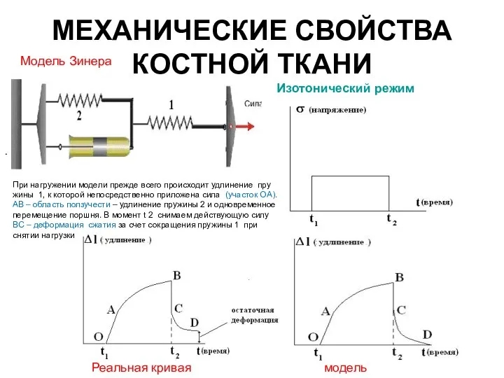 МЕХАНИЧЕСКИЕ СВОЙСТВА КОСТНОЙ ТКАНИ Изотонический режим Модель Зинера . При нагружении