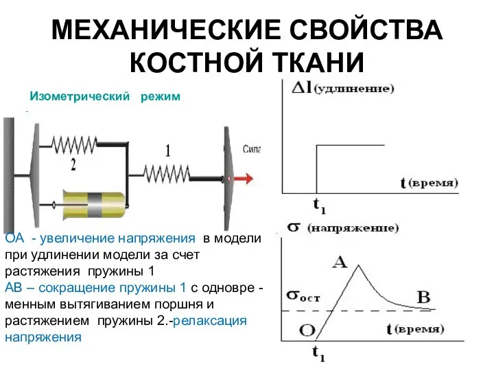 МЕХАНИЧЕСКИЕ СВОЙСТВА КОСТНОЙ ТКАНИ Изометрический режим ОА - увеличение напряжения в