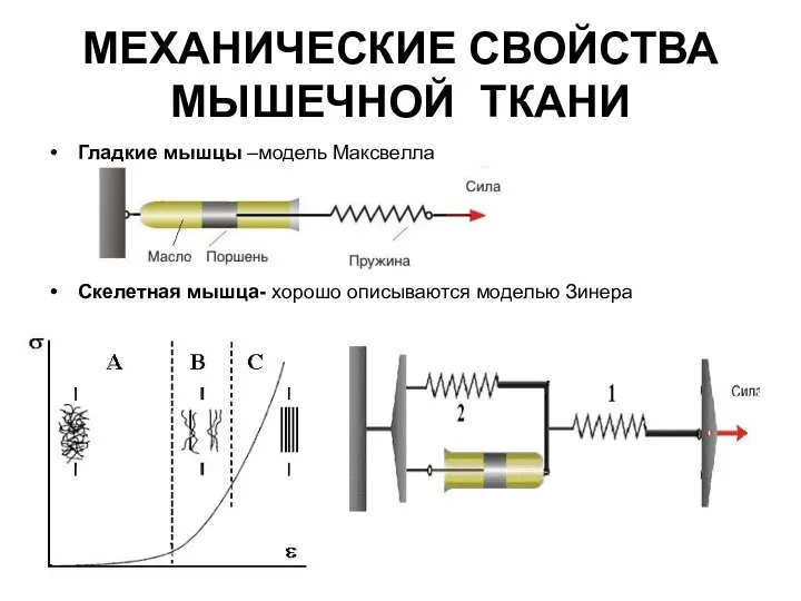 МЕХАНИЧЕСКИЕ СВОЙСТВА МЫШЕЧНОЙ ТКАНИ Гладкие мышцы –модель Максвелла Скелетная мышца- хорошо описываются моделью Зинера