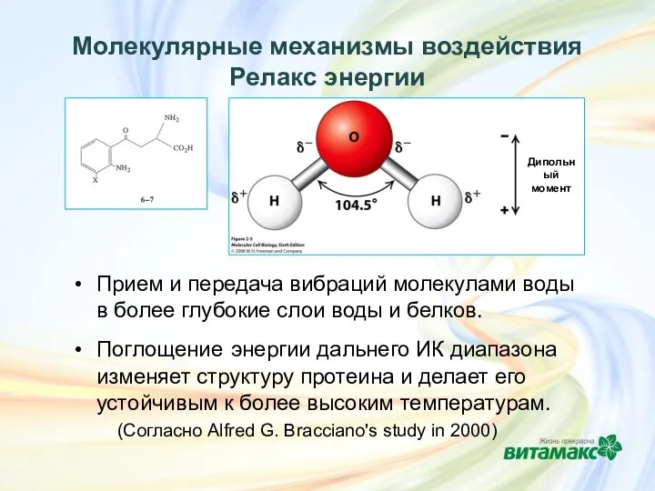 Молекулярные механизмы воздействия Релакс энергии Прием и передача вибраций молекулами воды