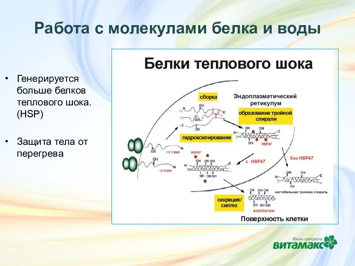 Работа с молекулами белка и воды Генерируется больше белков теплового шока. (HSP) Защита тела от перегрева