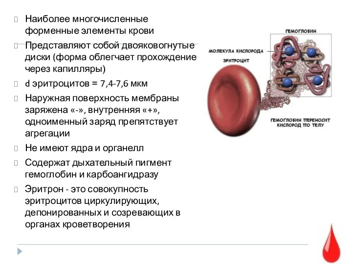 Наиболее многочисленные форменные элементы крови Представляют собой двояковогнутые диски (форма облегчает