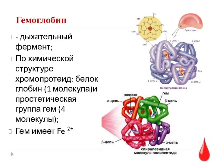 Гемоглобин - дыхательный фермент; По химической структуре – хромопротеид: белок глобин