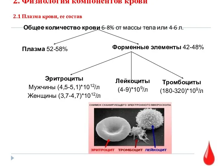 2. Физиология компонентов крови 2.1 Плазма крови, ее состав Общее количество