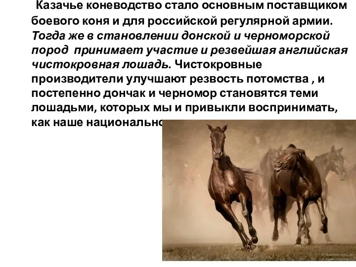 Казачье коневодство стало основным поставщиком боевого коня и для российской регулярной