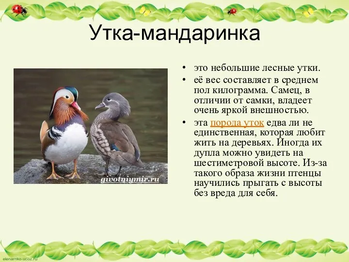 Утка-мандаринка это небольшие лесные утки. её вес составляет в среднем пол