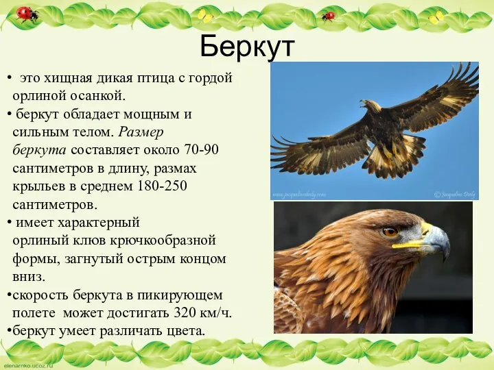 Беркут это хищная дикая птица с гордой орлиной осанкой. беркут обладает