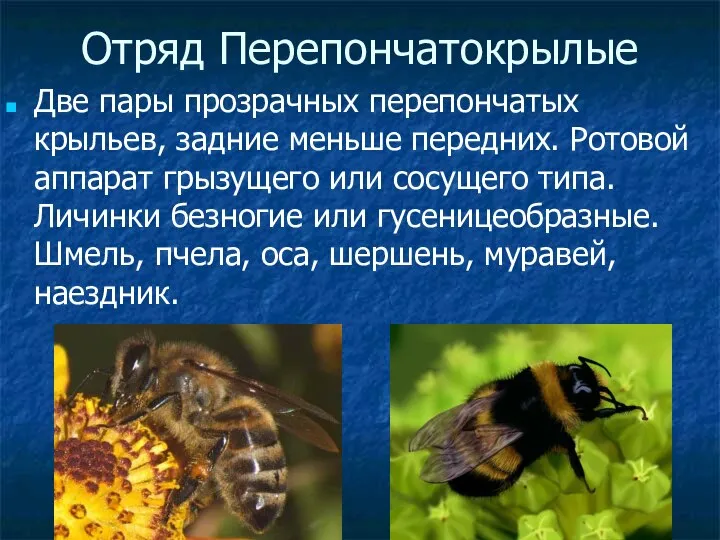 Отряд Перепончатокрылые Две пары прозрачных перепончатых крыльев, задние меньше передних. Ротовой