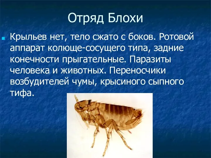 Отряд Блохи Крыльев нет, тело сжато с боков. Ротовой аппарат колюще-сосущего