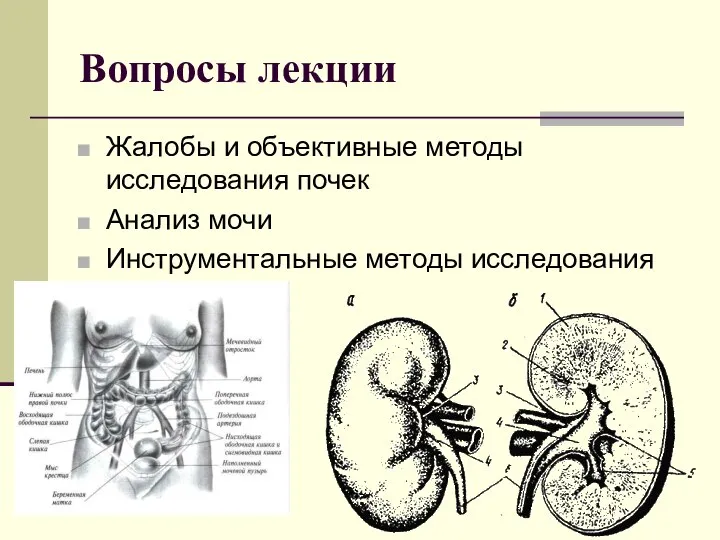 Вопросы лекции Жалобы и объективные методы исследования почек Анализ мочи Инструментальные методы исследования