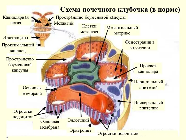 Мезангиальный матрикс Мезангиальный матрикс Фенестрации в эндотелии Просвет капилляра Париетальный эпителий