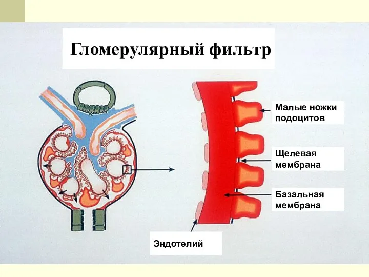 Гломерулярный фильтр Малые ножки подоцитов Щелевая мембрана Базальная мембрана Эндотелий