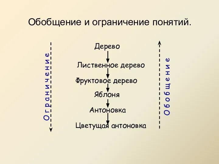 Обобщение и ограничение понятий. Дерево Лиственное дерево Фруктовое дерево Яблоня Антоновка