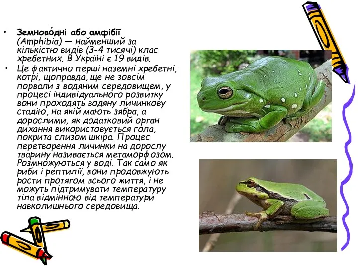 Земново́дні або амфібії (Amphibia) — найменший за кількістю видів (3-4 тисячі)